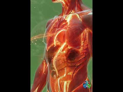 What Sugar Does Inside Your Body 🍬 | 3D Health Animation#Sugar#HealthShorts#BloodGlucose