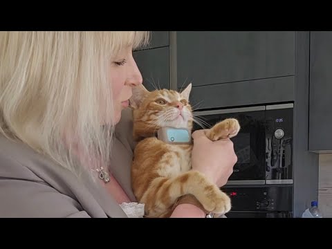 Riesige Tablette gegen Durchfall?! Wie bekomme ich es in meine Katze?