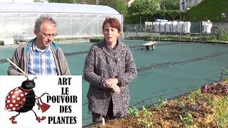 Jardinage : Plantation du bac de  permaculture avec tonnerre d'engrais engrais bio,agroécologie