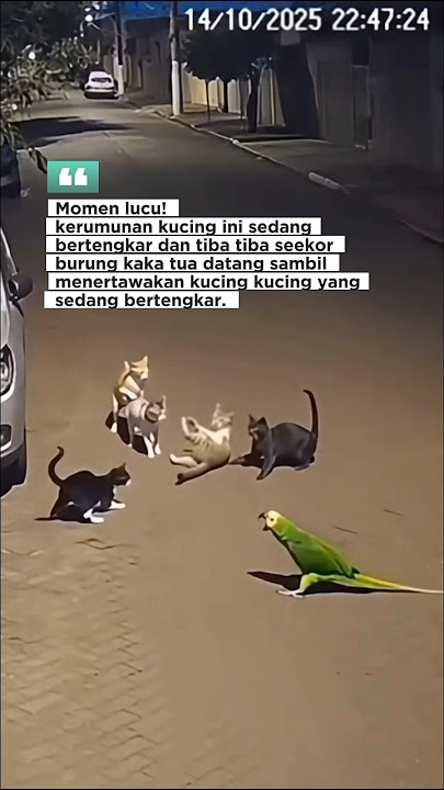 Momen lucu! burung kaka tua ini menertawakan kucing yang sedang bertengkar #shorts #funny #ngakak