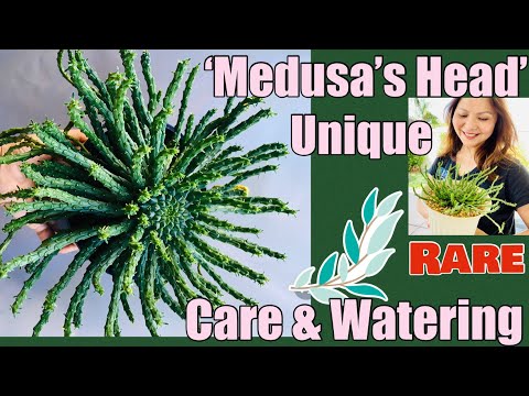 Video: Apa Itu Euphorbia Kepala Medusa - Tips Merawat Tanaman Kepala Medusa