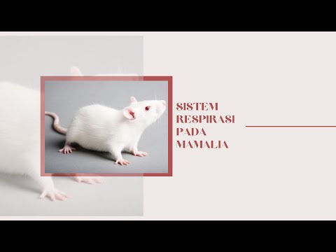 Video: Perawatan untuk Kucing Dengan Gejala Dingin