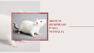 Sistem Respirasi Pada Mamalia