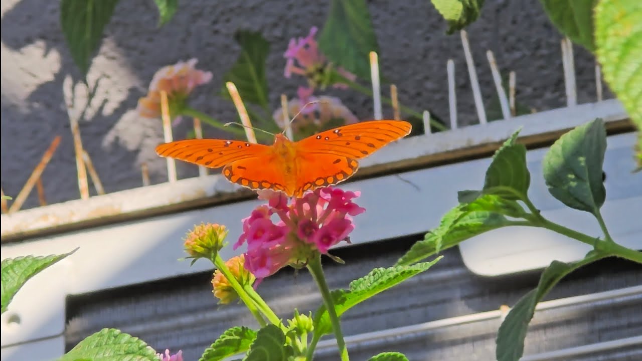 Butterflies #butterfly #nature #flowers #fun 