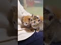 チョコンと並んでお膝で甘える子猫さん達【赤ちゃん猫　保護猫】 #kitten #子ネコ #cat #cute #gatto #meow #好きな子猫 #エウレカねこ部 #kitty