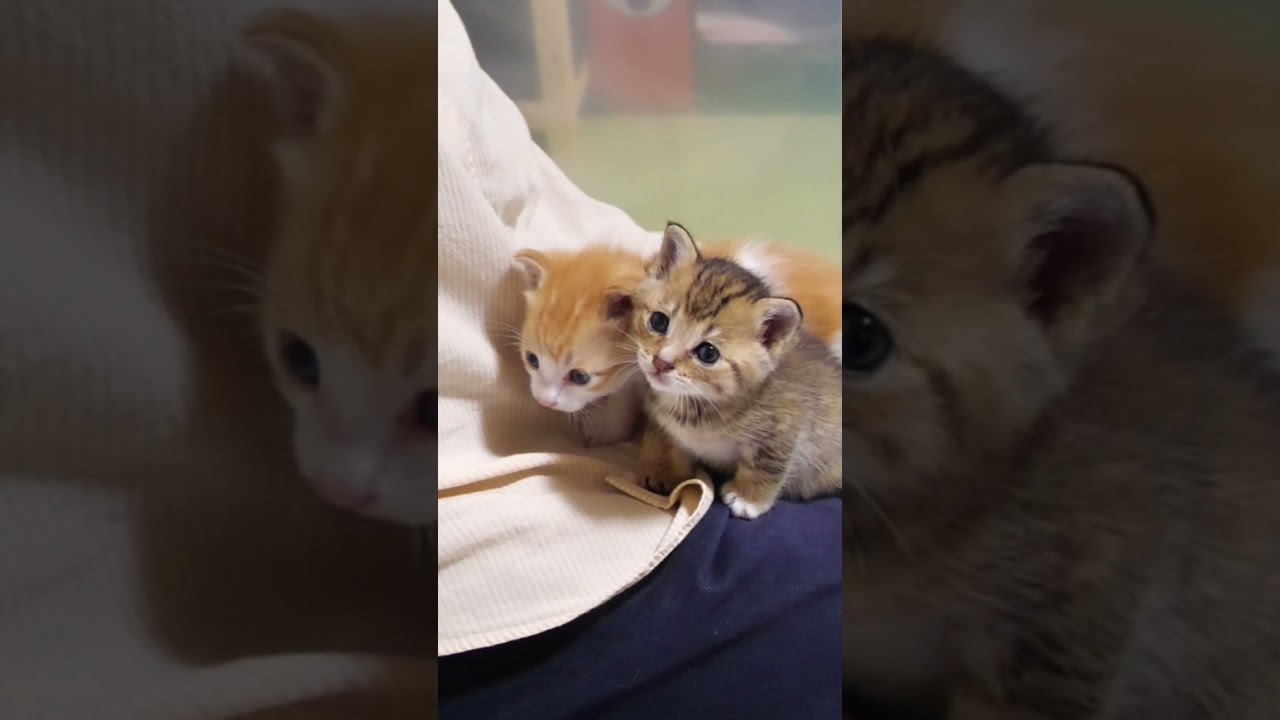 チョコンと並んでお膝で甘える子猫さん達【赤ちゃん猫　保護猫】 #kitten #子ネコ #cat #cute #gatto #meow #好きな子猫 #エウレカねこ部 #kitty