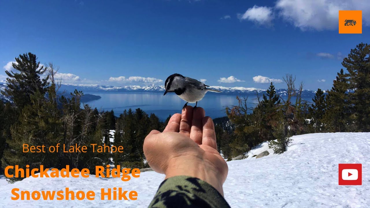 Best Snowshoe Hike in Lake Tahoe - Chickadee Ridge. - YouTube