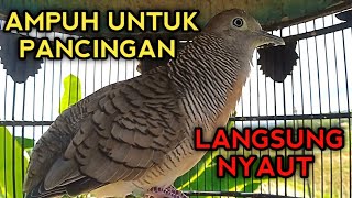Suara Pancingan Perkutut Bangkok Agar Gacor 