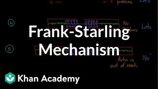 Frank-Starling mechanism | Circulatory system physiology | NCLEX-RN | Khan Academy