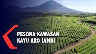 Pesona Kawasan Kebun Teh Kayu Aro Jambi Dari Udara