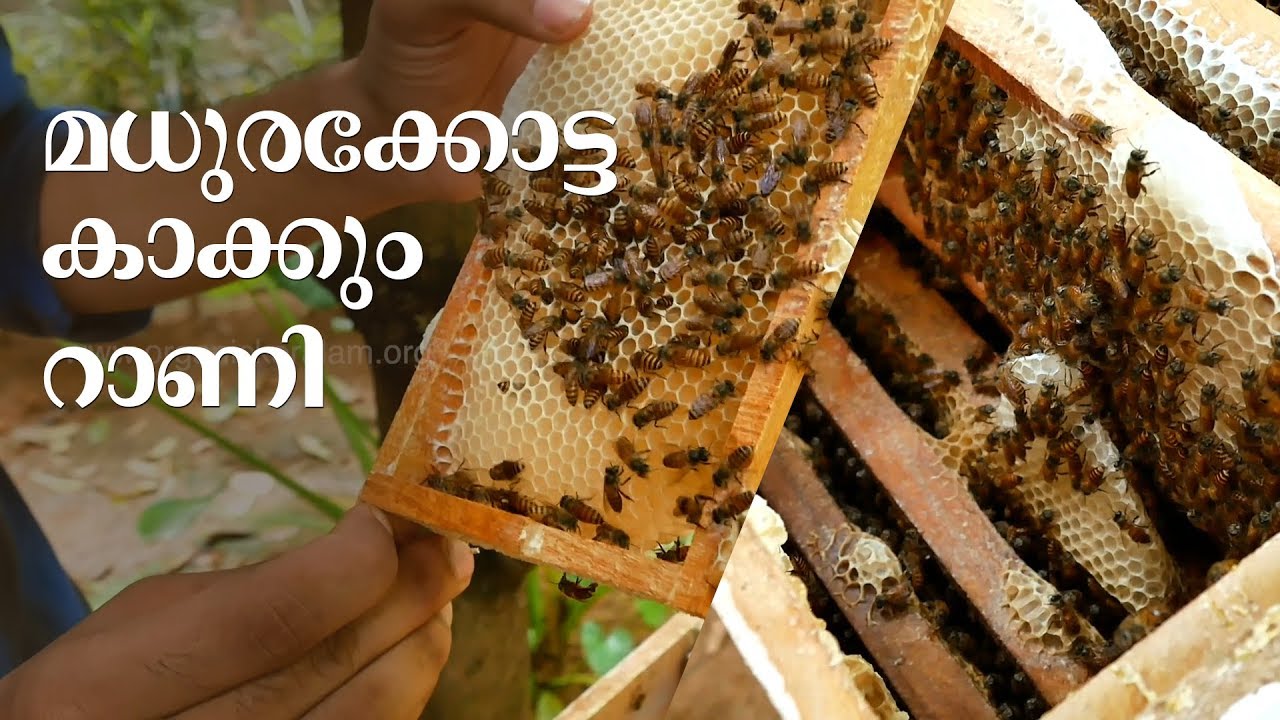 How to start Honey bee keeping | Thrissur | Apiculture | തേന്‍കിനിയും കൃഷി