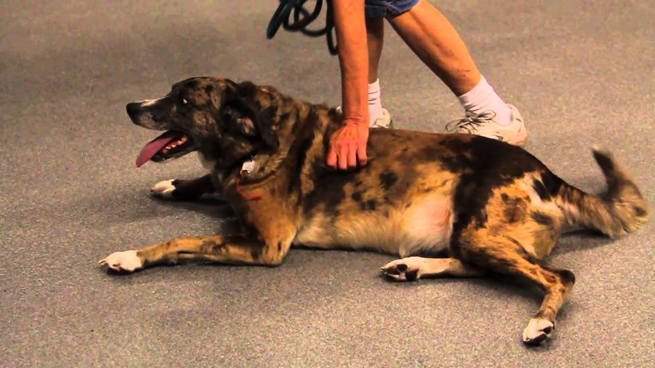 DutchessAvailable at the Humane Society of Missouri YouTube
