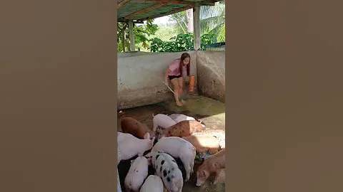 Real Farm Life: Feeding Our Pigs #pigfeed #farmlife #pig