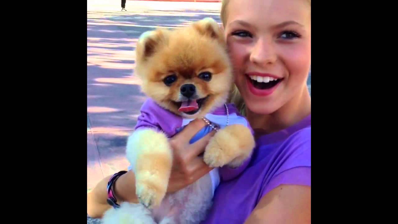 funny dog collection 