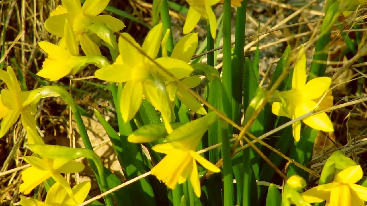 stemningsbill. fra store vildmose