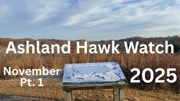 Ashland Hawk Watch Update - First Half of November 2025