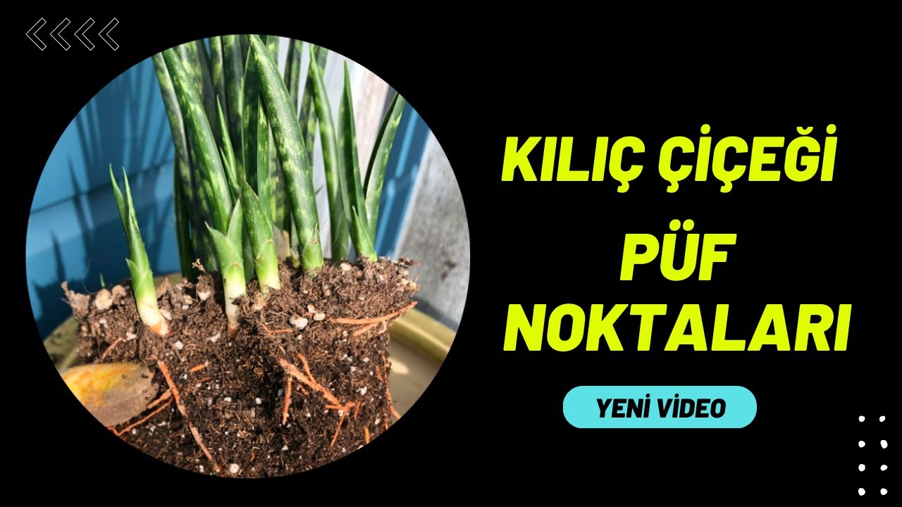 PAŞA KILICI BAKIMI PÜF NOKTALARI
