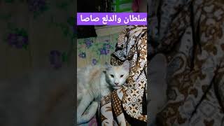 سلطان والدلع الجديد صاصا  cute and funny cat soltan