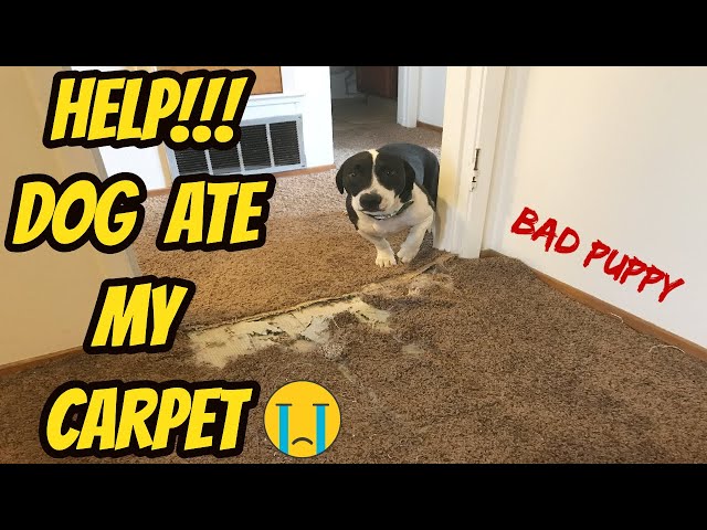 Carpet patch - dog chewed a hole in the carpet 😬 #carpetrepairguys #c, Carpet Repair