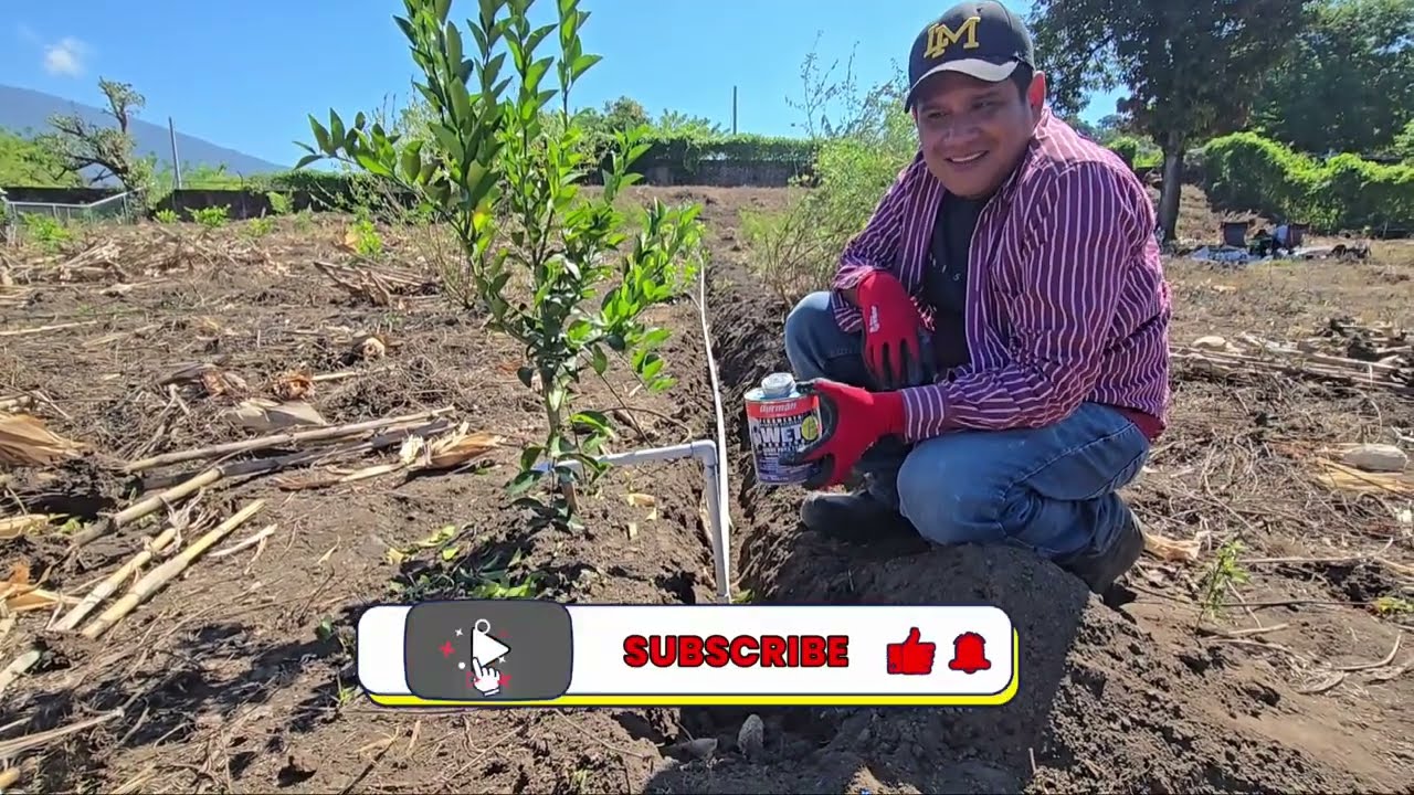 instalación de sistema de riego por goteo para frutales usando Pvc PARTE #1 