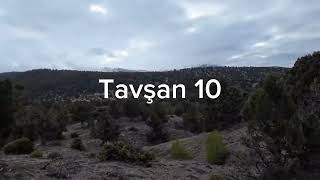 Tavşan Avı 2024 2025Av Sezonu.10 Tavşan Vuruluş Anı Hunting Hunt Lapin Çıkar