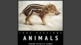 Little Dog Barking 30 Seconds screenshot 5