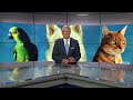 Cutest pet of the week: Copper