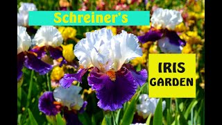 4k Schreiner s Iris Garden at its PEAK Salem Oregon