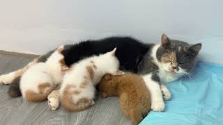 Daily life of four cute kittens with their mother | Mama cat takes care of kittens | Cat daily life by Lisa the Cat 71 views 1 month ago 7 minutes, 9 seconds