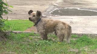 Пьяный водитель покусал госавтоинспектора в Пинске