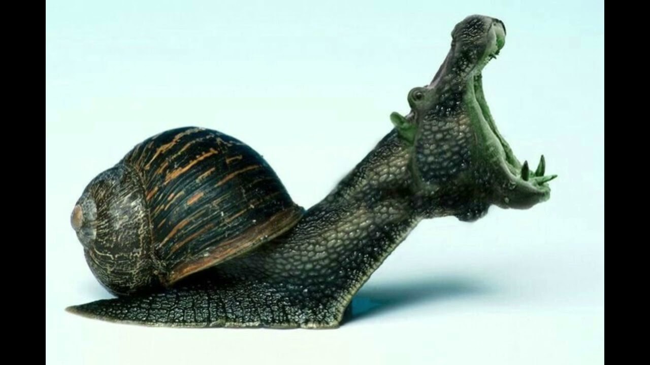 All Hybrid Animals Sound effects (Real Life Version)