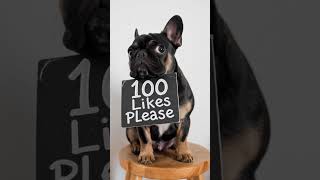 un perro buldog franc s pidiendo 100 likes