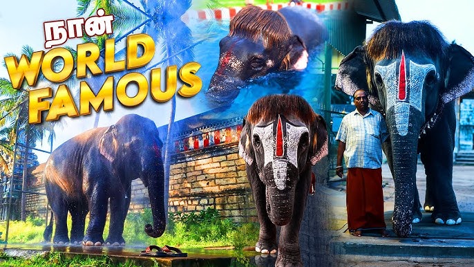 The Elephant with a Bob Cut: Sengamalam's Internet Stardom
