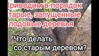 Что делать со старой яблоней?Исправляем ошибки в уходе.