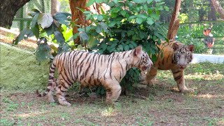 Tiger Bengal tiger  2 and 5 months old beautiful tiger cubs#big tiger Siberian tiger Israeli tiger..