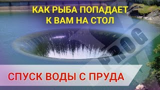 СПУСК ВОДЫ С ВОДОЕМА! Как вылавливают рыбу с пруда.