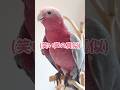 笑いのツボが浅すぎるオウムさん🦜ww【モモイロインコ】 #shorts