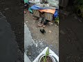 Gà Tre Lai Tân Trâu Đẹp