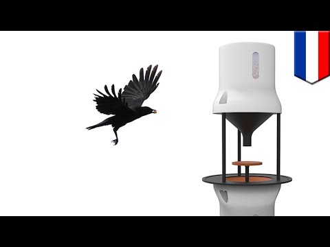 Crows pick up cigarette butts: Dutch startup training birds to pick up litter for food - TomoNews