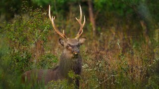 Sičí říje 2022 | SIKA DEER RUT