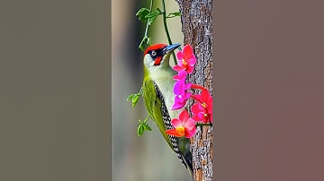 #سورة_الإخلاص #egzonibrahimi #creativity #ikhlas #creativecreation #birds #nature