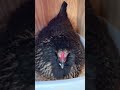 Chicken Scream