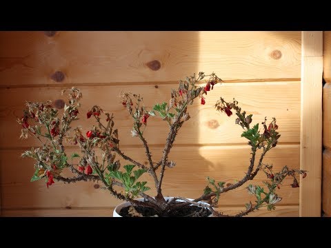 Герань сбросила листья. Что делать?