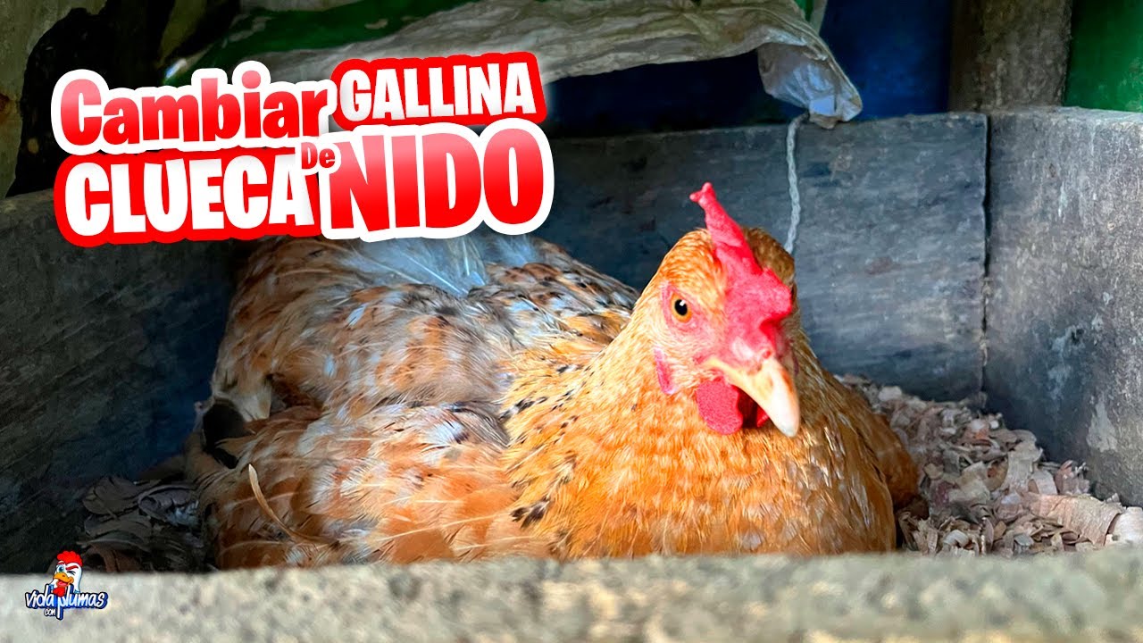 Cómo Cambiar de Nido a una Gallina Clueca? FÁCIL Y RÁPIDO - YouTube