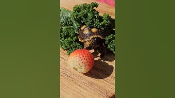 Misting Tortoise as He soaks up the sun  ☀️ 🐢