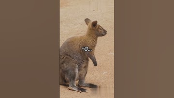 🦘😆 Kangaroo "Thiếu Não" Chấn Động Cộng Đồng Mạng! Không Thể Tin Nổi! 🤯#shorts #facts #kangaroo
