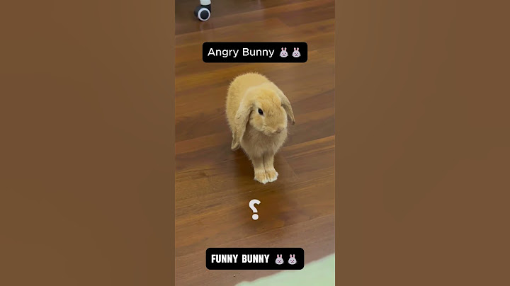This Funny Bunny Will Make Your Day! 🐰😂 #funnybunny #bunnyshorts #animals #funnyanimals