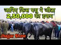 Murrah Breed Championship at Jhajjar