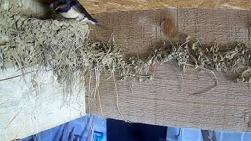 Boerenzwaluwen hebben jongen | Livecam Highlights