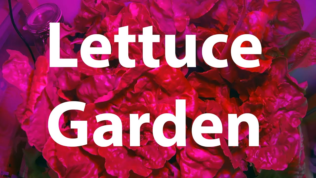 Indoor (mostly) lettuce garden growing 14 days timelapse YouTube